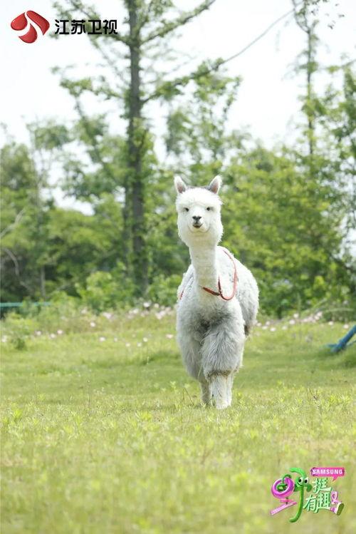 野挺有趣,探索自然之美