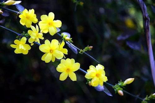 百花迎春,共庆佳节展新颜