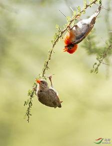 鸟类人间,探寻鸟类与人类和谐共生的奇妙旅程